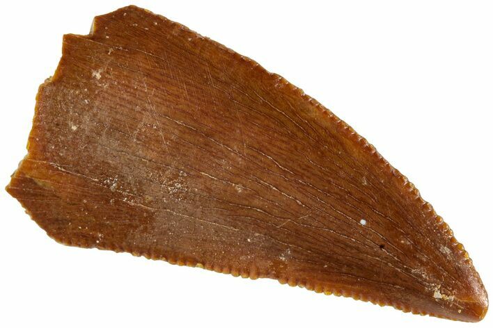 Serrated, Raptor Tooth - Real Dinosaur Tooth #233043